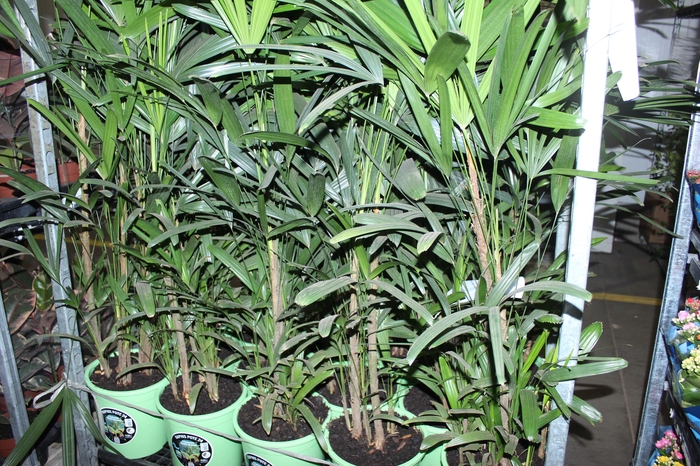 <h4>PALMEIRA RAPHIS P24 MIN 90 CM</h4>