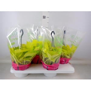 Epipremnum pinn. 'Golden Pothos' HG