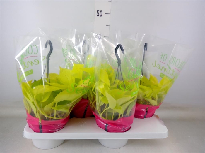 <h4>Epipremnum pinn. 'Golden Pothos' HG</h4>