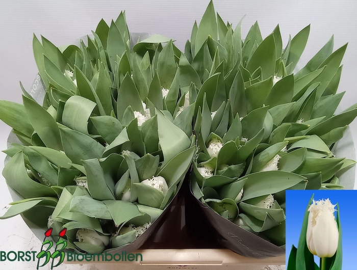 <h4>TU FR NORTH POLE</h4>