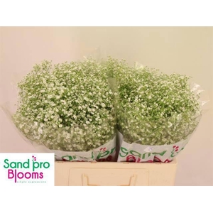 GYPS PA ZI DISCOVERY