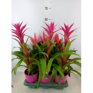 Bromelia   ...mix
