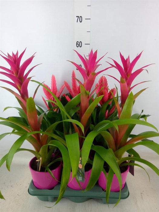 <h4>Bromelia   ...mix</h4>