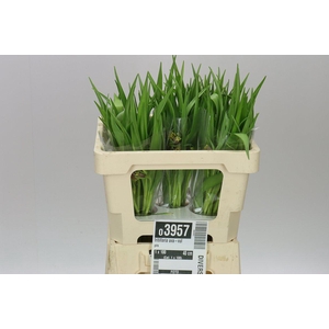 Fritillaria Uva-vulpis