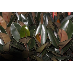 FICUS ELASTICA BURGUNDY P17