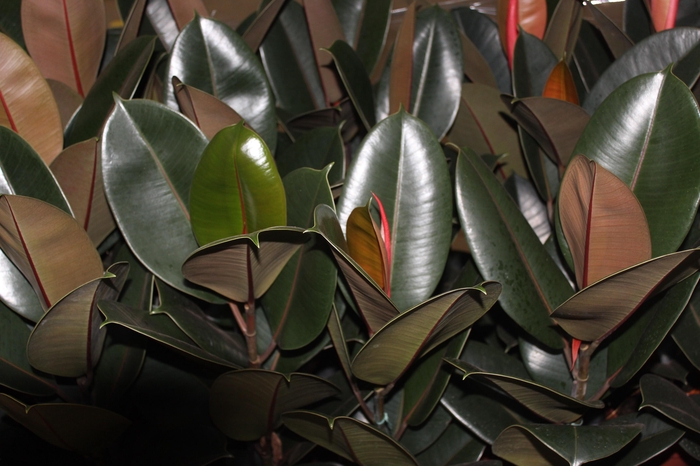 <h4>FICUS ELASTICA BURGUNDY P17</h4>