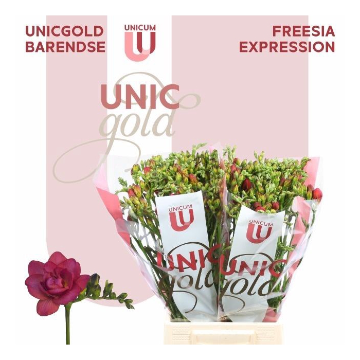 <h4>Fr Du Expression</h4>