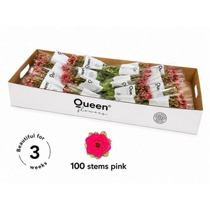Kalanchoe sensual pink meadow