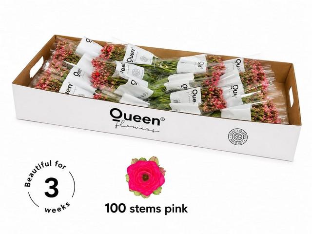 <h4>Kalanchoe sensual pink meadow</h4>