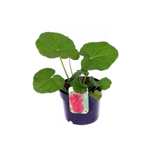 Alcea rosea Chart. Double Scarlet