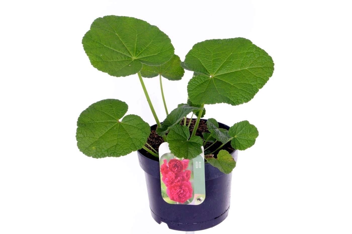 <h4>Alcea rosea Chart. Double Scarlet</h4>