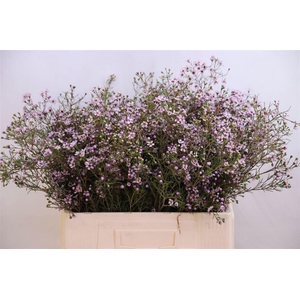 CHAME UN JUPITER SOL