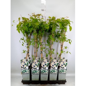 Clematis montana var. wilsonii