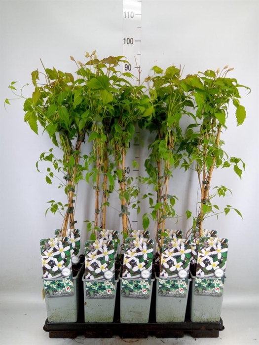 <h4>Clematis montana var. wilsonii</h4>