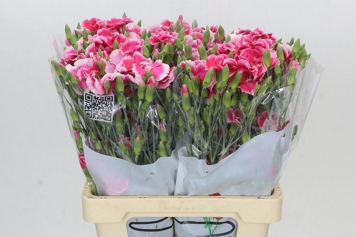 Dianthus Sp Symply Cherry