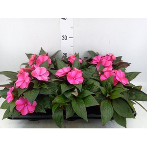 Impatiens NG 'ColPow Purple Flame'