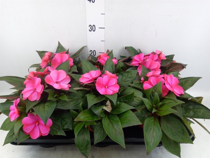 <h4>Impatiens NG 'ColPow Purple Flame'</h4>