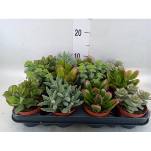 Crassula   ...mix