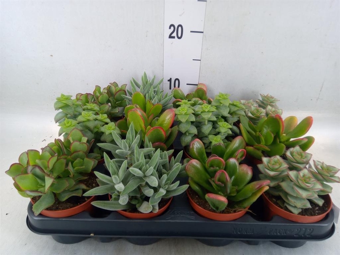 <h4>Crassula ...mix</h4>
