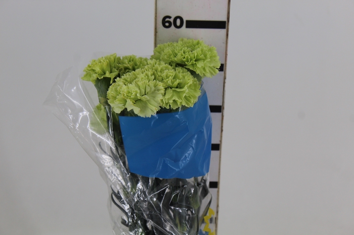 <h4>CRAVO GOBLIN 060 CM</h4>