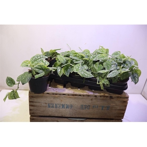 arr8 Scind Pict Argyraeus