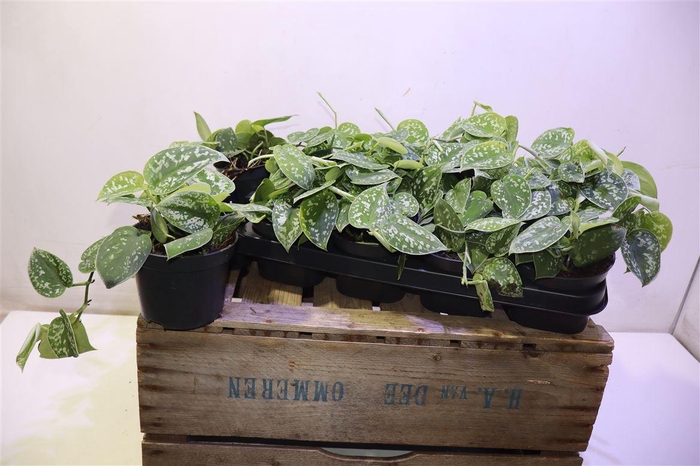 <h4>arr8 Scind Pict Argyraeus</h4>