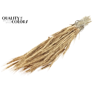 Triticale per bunch Antique Gold + Glitter