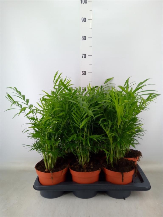 <h4>Chamaedorea elegans</h4>