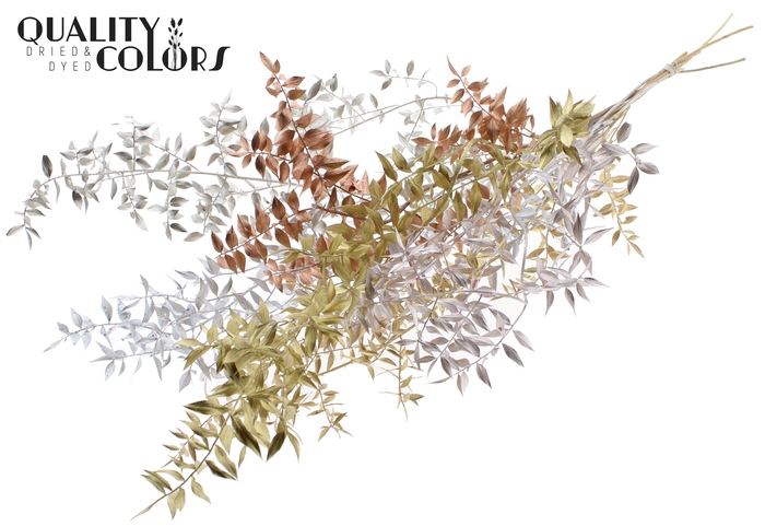 <h4>Ruscus 70cm 5 pc/bunch Metallic Mix (2x5 bunch/poly)</h4>