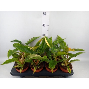 Philodendron  'Ring of Fire'