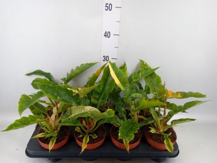 <h4>Philodendron  'Ring of Fire'</h4>