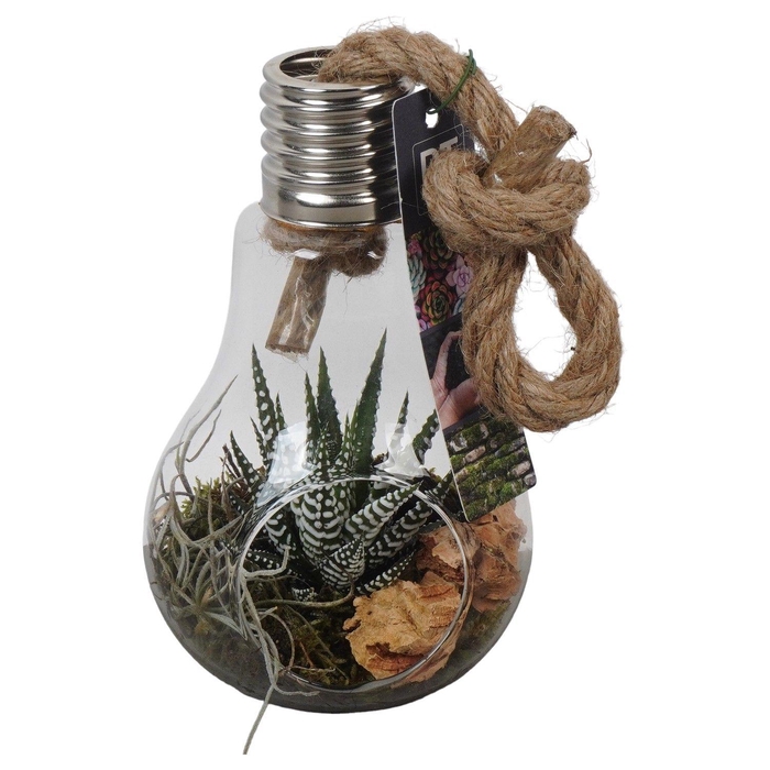 <h4>PTGIG2114 Arrangement Greens in glass in glazen terrarium</h4>