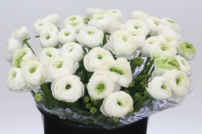 <h4>Ranunculus Clooney Alaska Super</h4>