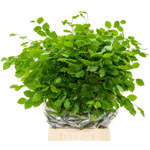 Faggio Green (beech,beuk)