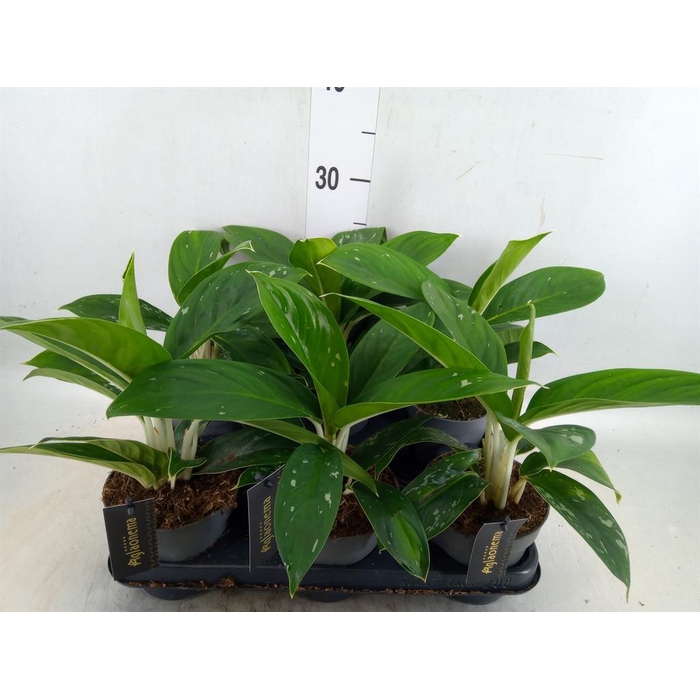 <h4>Aglaonema   ...</h4>