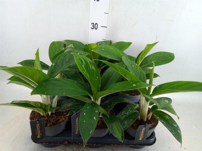 <h4>Aglaonema   ...</h4>