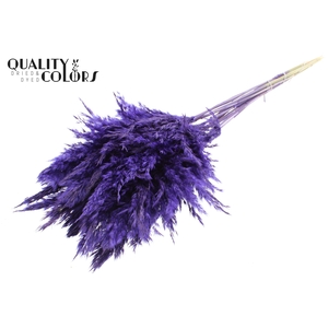 Pampas Grass 70cm 10st/bunch Purple