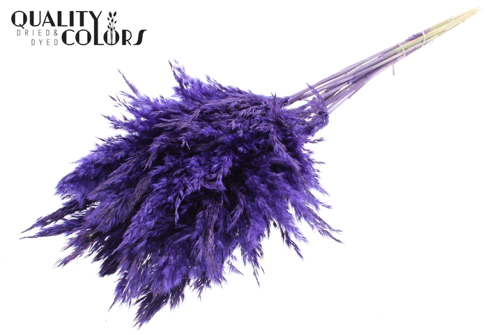 <h4>Pampas Grass 70cm 10st/bunch Purple</h4>