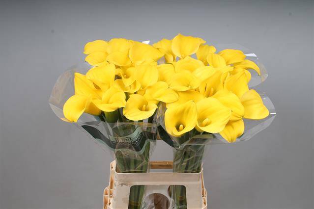 <h4>ZANT GOLDCUP</h4>