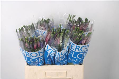 <h4>Veronica Smart Colors Mixed</h4>
