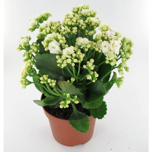 KALANCHOE DOBRADO P11 BRANCO