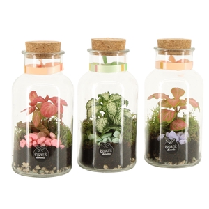 21969: Contradiction terrarium
