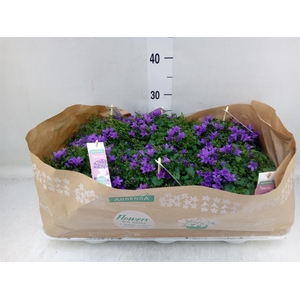 Campanula porten. 'Ambella In Prpl'