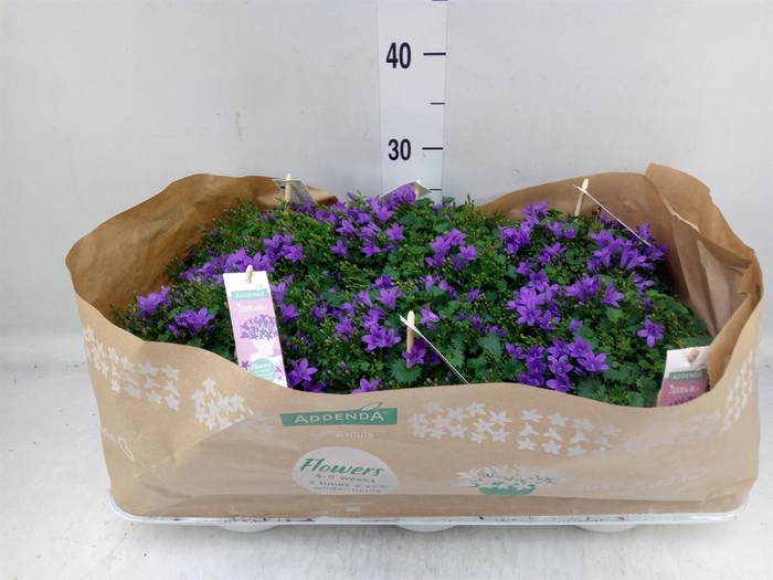 <h4>Campanula porten. 'Ambella In Prpl'</h4>