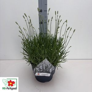 LAVAN AN AROMA WHITE