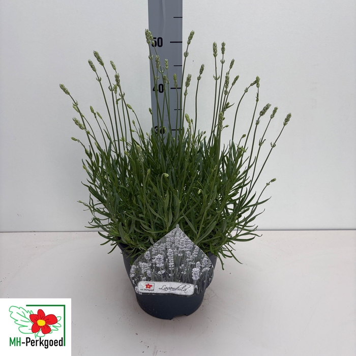 <h4>LAVAN AN AROMA WHITE</h4>