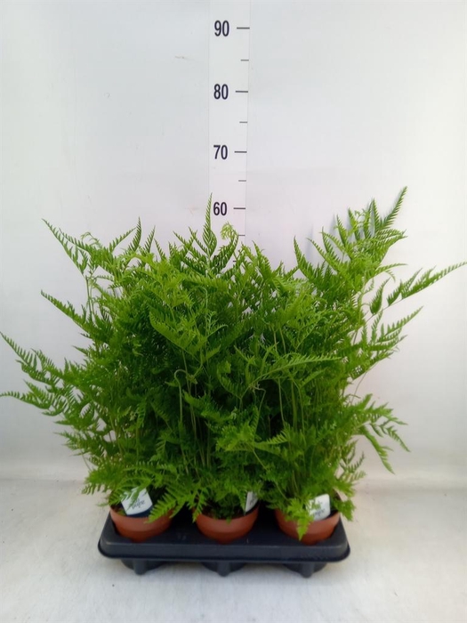 <h4>Pteris straminea</h4>