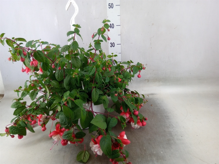 <h4>Fuchsia   ...</h4>