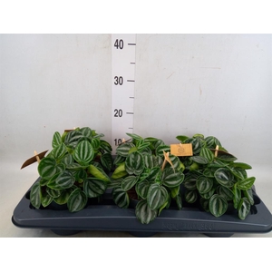 Peperomia