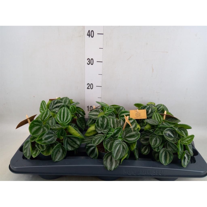 <h4>Peperomia</h4>